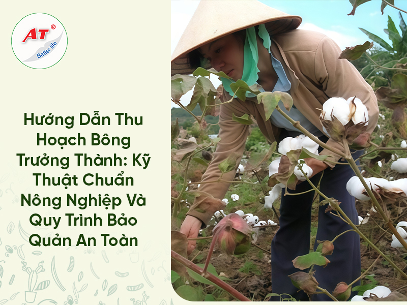 Hướng Dẫn Thu Hoạch Bông Trưởng Thành: Kỹ Thuật Chuẩn Nông Nghiệp Và Quy Trình Bảo Quản An Toàn