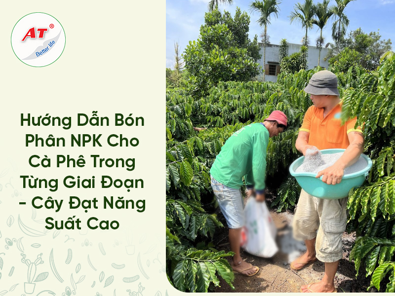 Hướng Dẫn Bón Phân NPK Cho Cà Phê Trong Từng Giai Đoạn – Cây Đạt Năng Suất Cao
