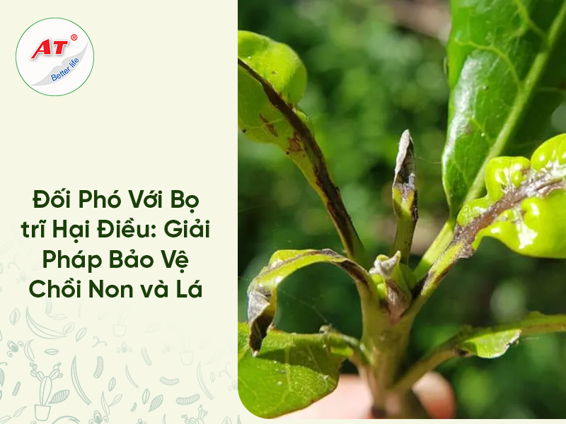 Đối Phó Với Bọ trĩ Hại Điều: Giải Pháp Bảo Vệ Chồi Non và Lá