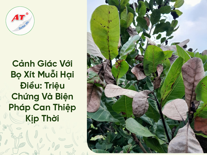 Cảnh Giác Với Bọ xít Muỗi Hại Điều: Triệu Chứng Và Biện Pháp Can Thiệp Kịp Thời