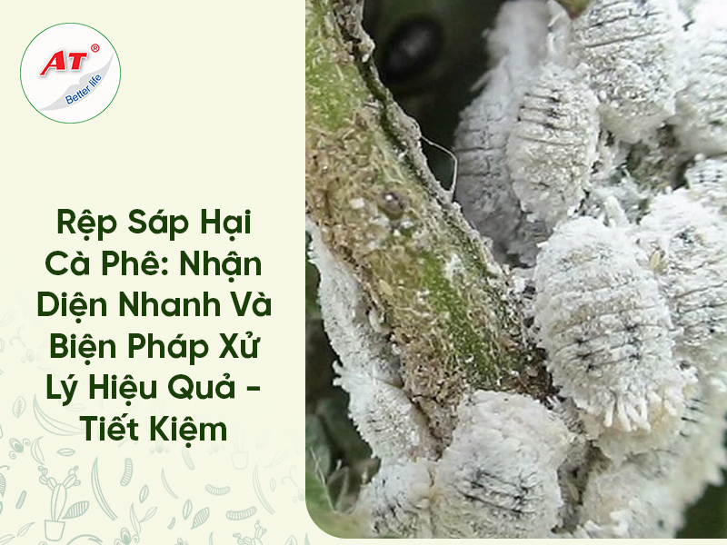 Rệp Sáp Hại Cà Phê: Nhận Diện Nhanh Và Biện Pháp Xử Lý Hiệu Quả – Tiết Kiệm
