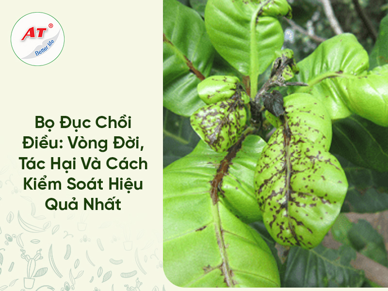 Bọ Đục Chồi Điều: Vòng Đời, Tác Hại Và Cách Kiểm Soát Hiệu Quả Nhất