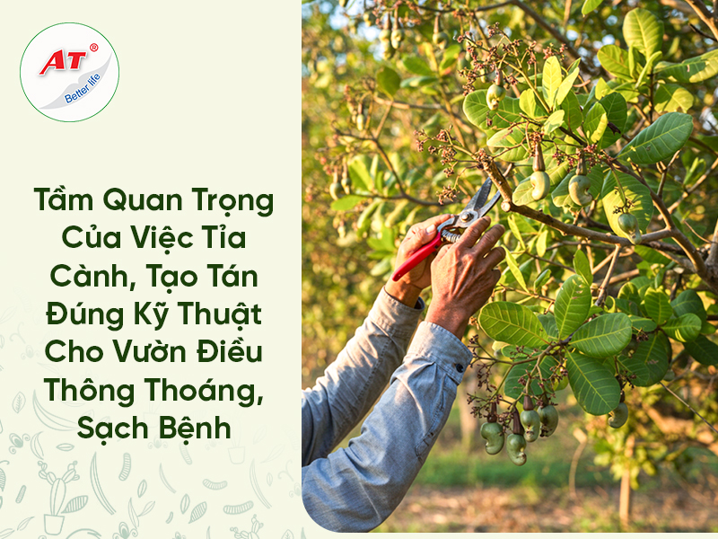 Tầm Quan Trọng Của Việc Tỉa Cành Tạo Tán Điều Đúng Kỹ Thuật Cho Vườn Thông Thoáng, Sạch Bệnh