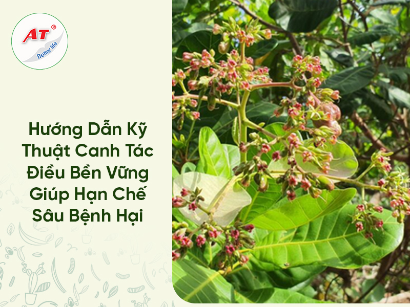 Hướng Dẫn Kỹ Thuật Canh Tác Điều Bền Vững Giúp Hạn Chế Sâu Bệnh Hại
