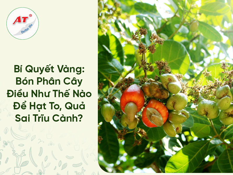 Bí Quyết Vàng: Bón Phân Cây Điều Như Thế Nào Để Hạt To, Quả Sai Trĩu Cành?