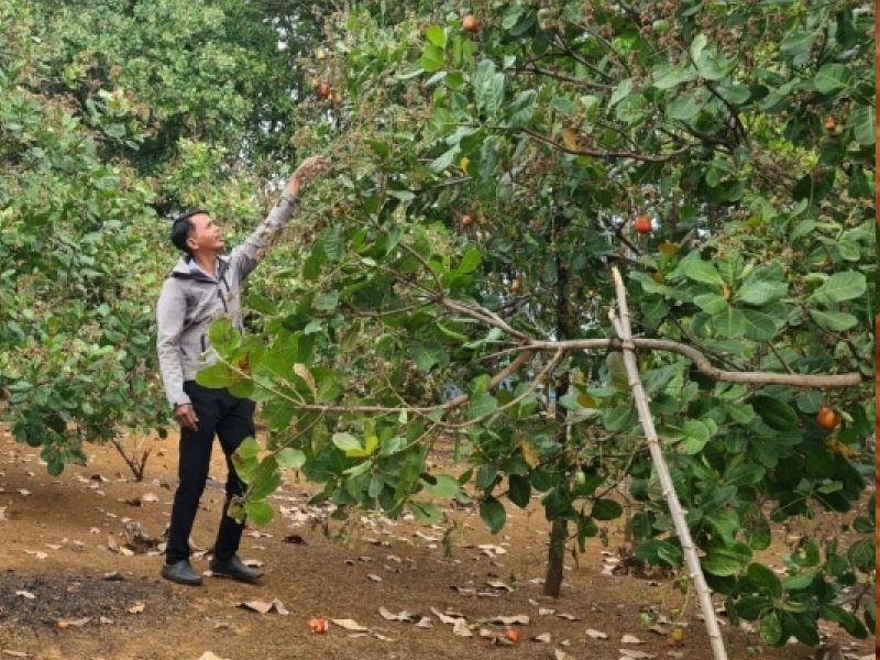 Vệ sinh vườn điều bằng cách dọn tàn dư trên cây