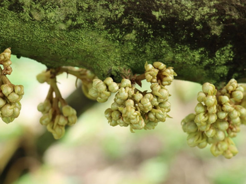 Sầu riêng nhú mắt cua