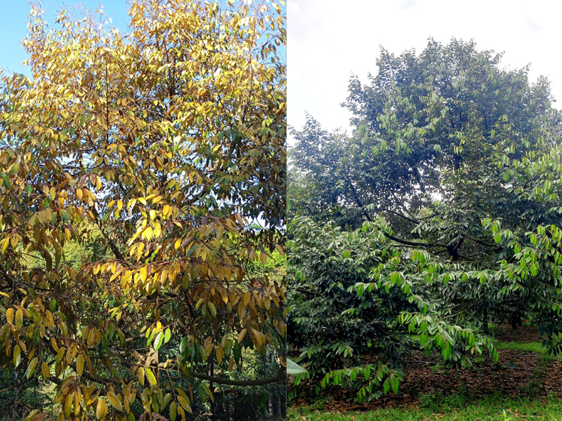 Trước và sau khi áp dụng kỹ thuật phòng ngừa tuyến trùng cho sầu riêng