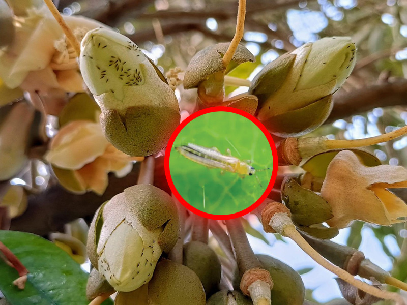 Bọ trĩ hại bông sầu riêng