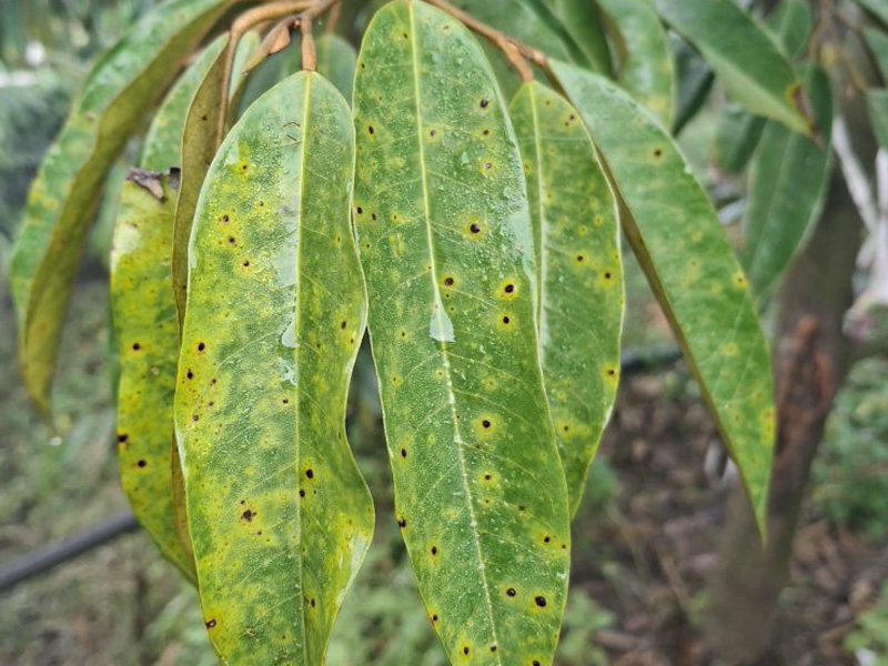 Dấu hiệu đốm mắt cua trên sầu riêng