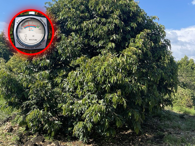 Điều chỉnh pH đất cho sầu riêng trước khi tạo mầm