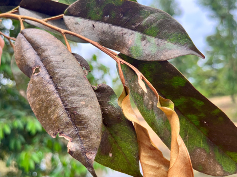 Bệnh luộc lá sầu riêng