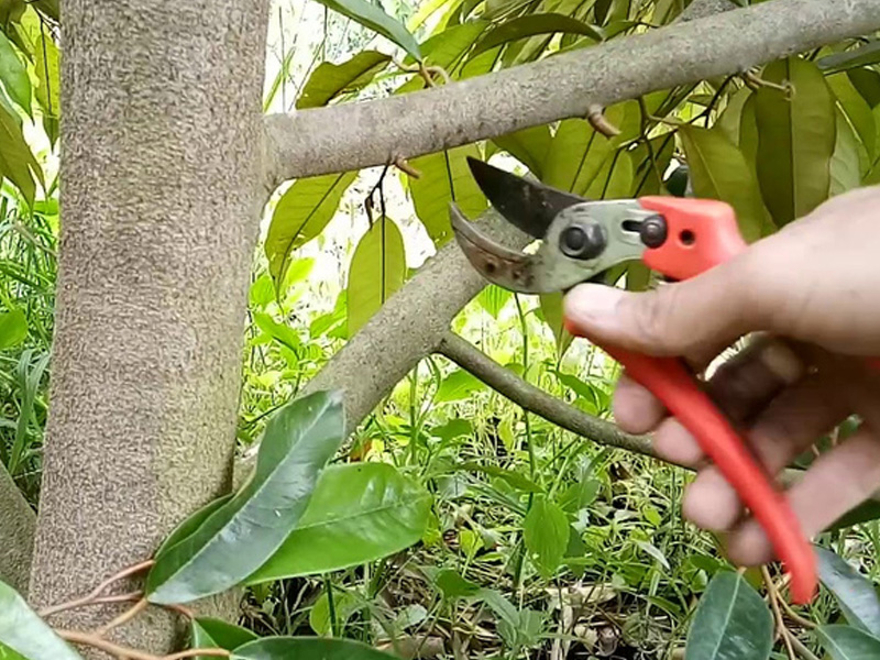Sai lầm khi cắt cành tỉa lá sầu riêng