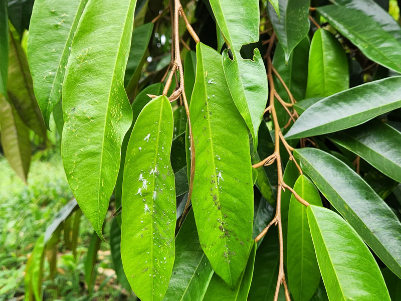 Rầy phấn trắng hại lá non sầu riêng