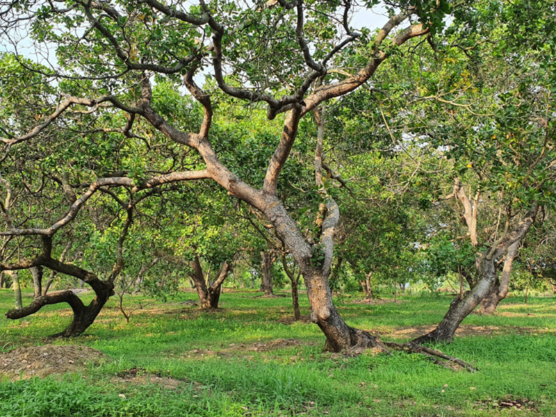 Hậu quả không quản lý cỏ dại vườn điều hiệu quả