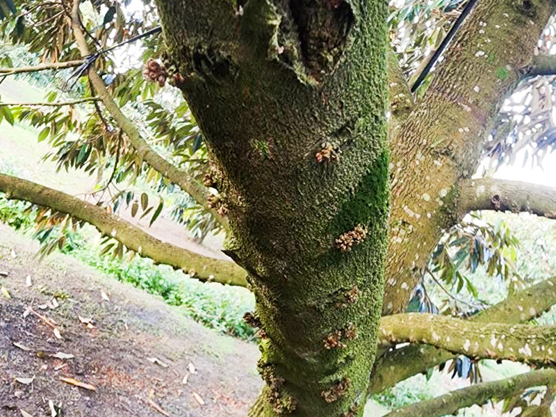 Mắt cua sầu riêng yếu