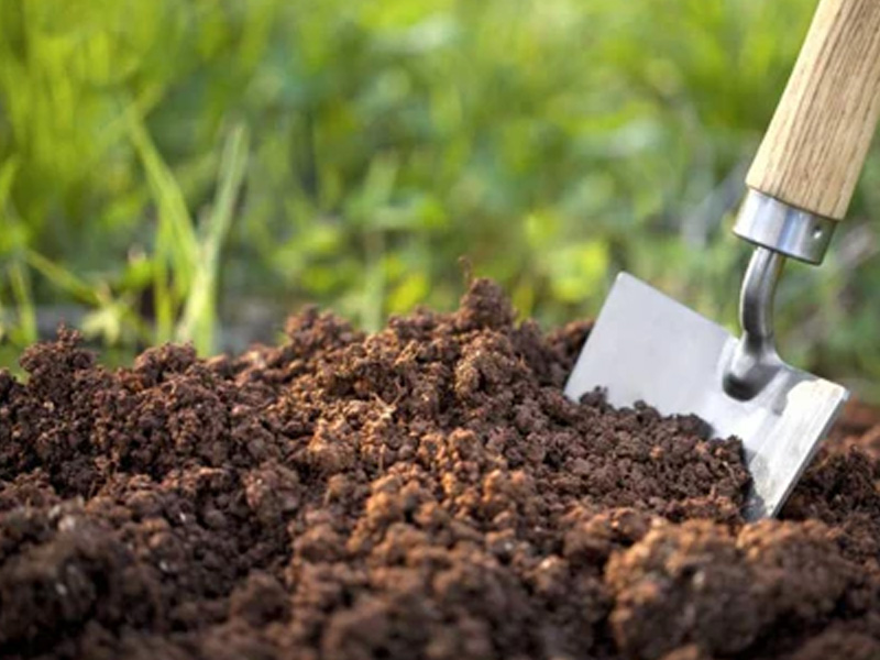 Cày xới đất trông điều cho tơi xốp, thông thoáng