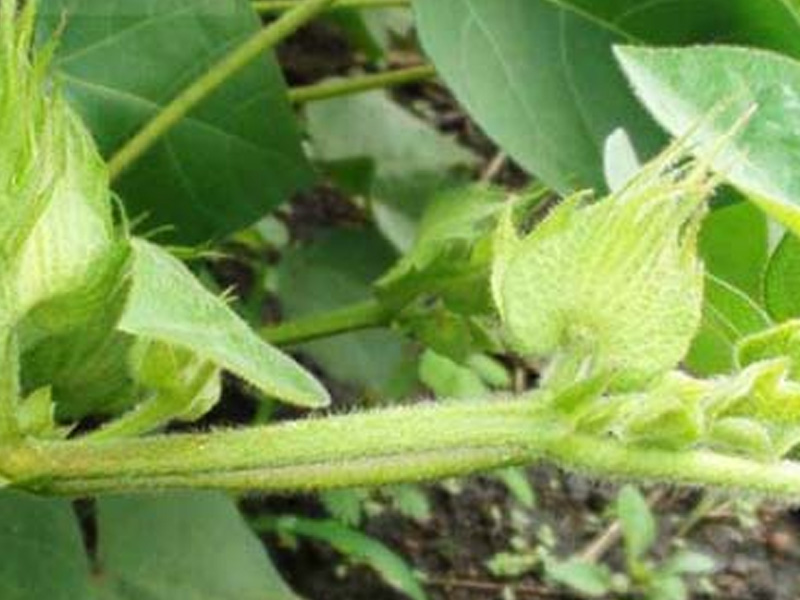 Chăm sóc cây bông con 