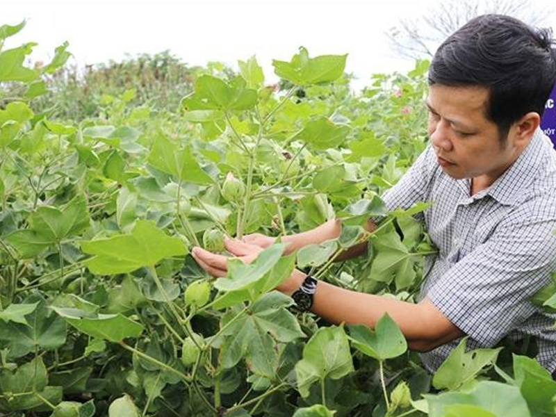 Kỹ Thuật Trồng Cây Bông Tơ Đạt Tỷ Lệ Cao: Khoảng Cách, Hố Trồng và Thời Điểm Lý Tưởng 1 Kỹ thuật trồng cây bông tơ đúng chuẩn