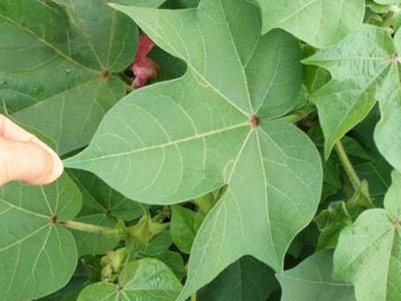 Định hình thân và tạo tán cây bông tơ