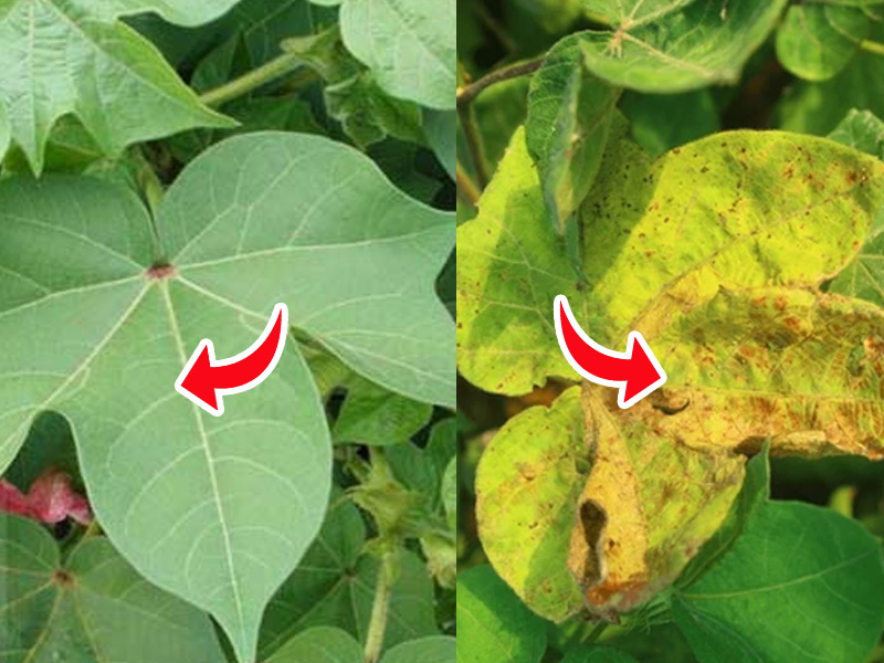 Lịch Bón Phân Cho Cây Bông Tơ Đúng Cách Theo Từng Miền