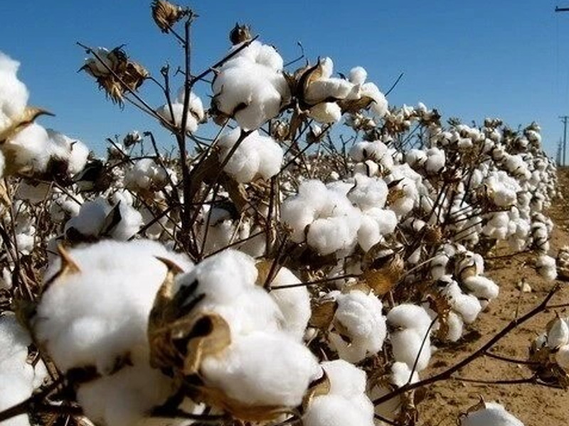 Hướng Dẫn Phòng Ngừa Sâu Bệnh Cho Cây Bông Trưởng Thành: Ít Bệnh, Ít Hại, Tăng Năng Suất