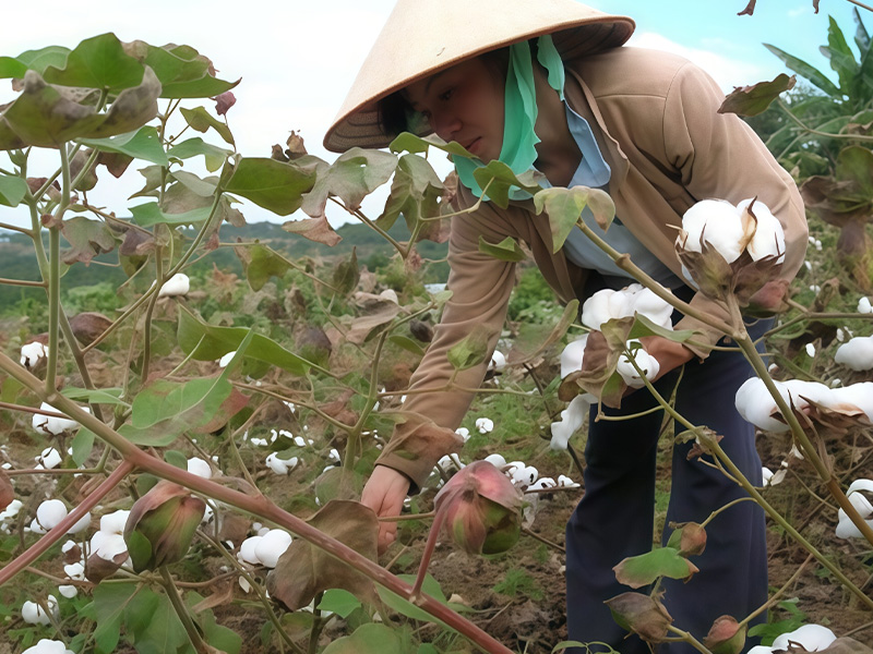 Hướng Dẫn Thu Hoạch Bông Trưởng Thành