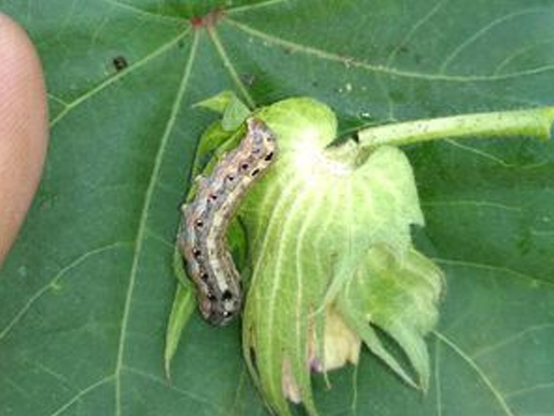 Sâu Đục Thân Cây Bông