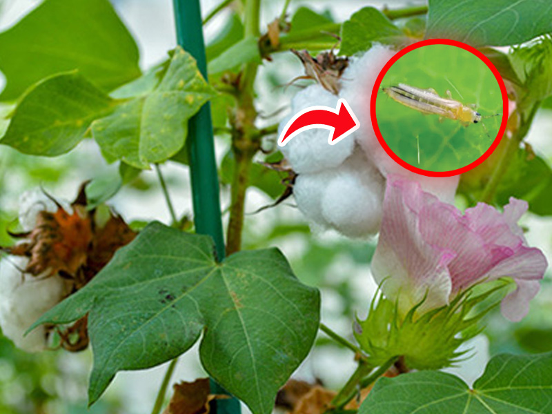 Bọ trĩ hại cây bông