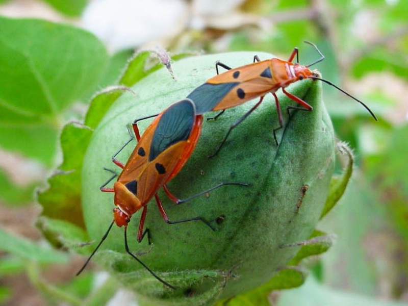 Bọ Xít Hại Cây Bông