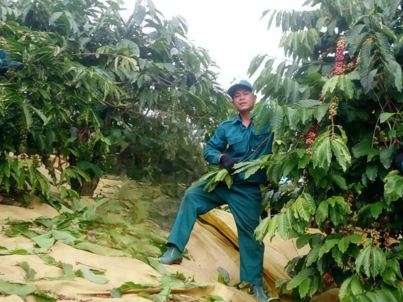 kỹ thuật thu hái cà phê trên đất dốc