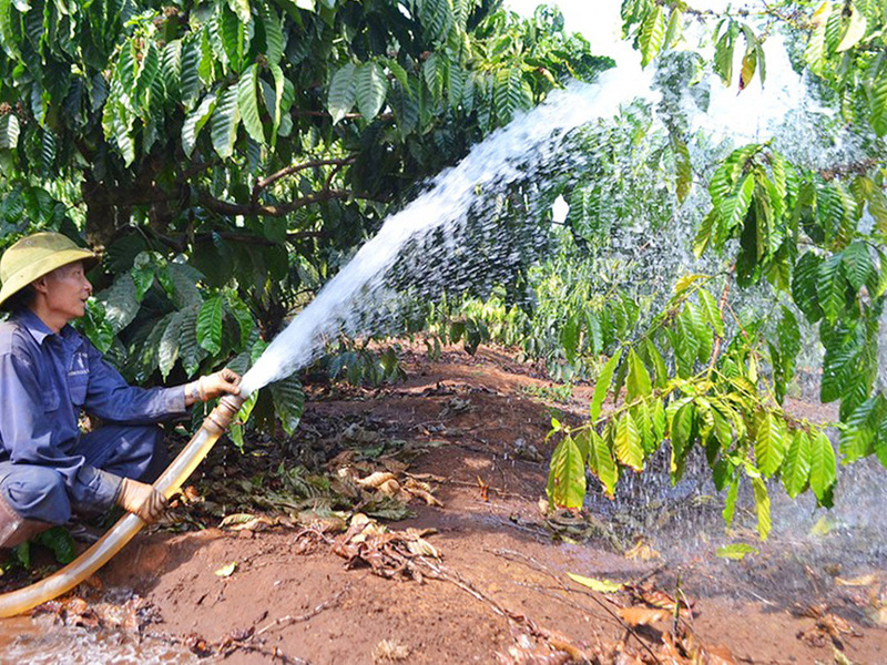 Quản Lý Nước Tưới Cho Cà Phê Mới Hái 