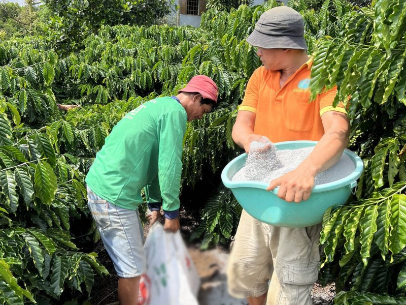 Bón Phân NPK Cho Cà Phê 