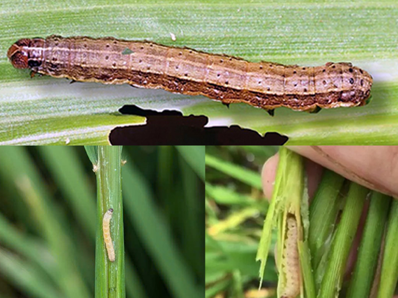Tổng Hợp 3 Loại Sâu Hại Cây Lúa Phổ Biến Nhất