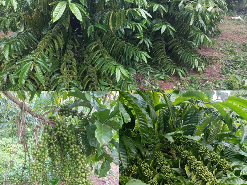 Các Giống Cà Phê Tốt Nhất Hiện Nay