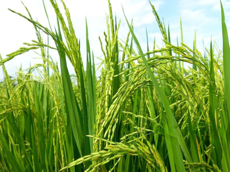 Dinh Dưỡng Cho Lúa Vụ Đông Xuân 2025-2026