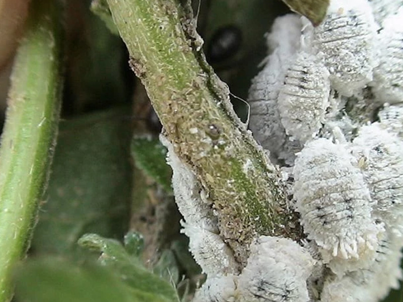 Rệp sáp hại cà phê