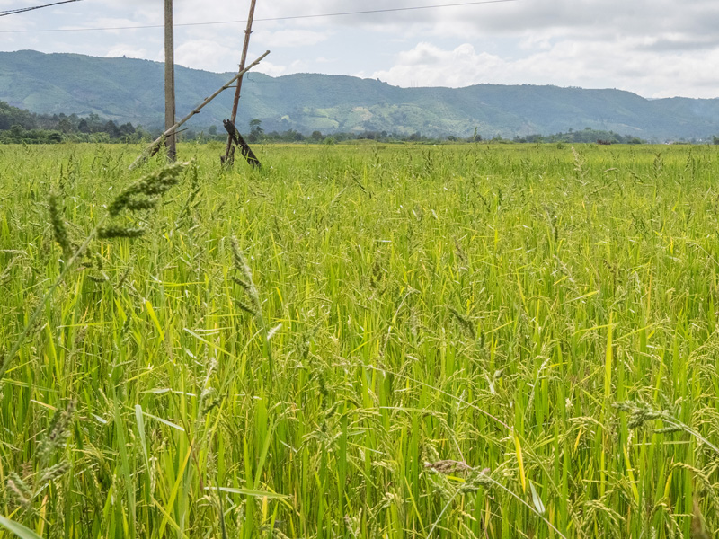 Diệt Lúa Cỏ Lúa Ma Trong Ruộng