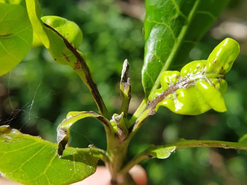 Bọ trĩ hại điều