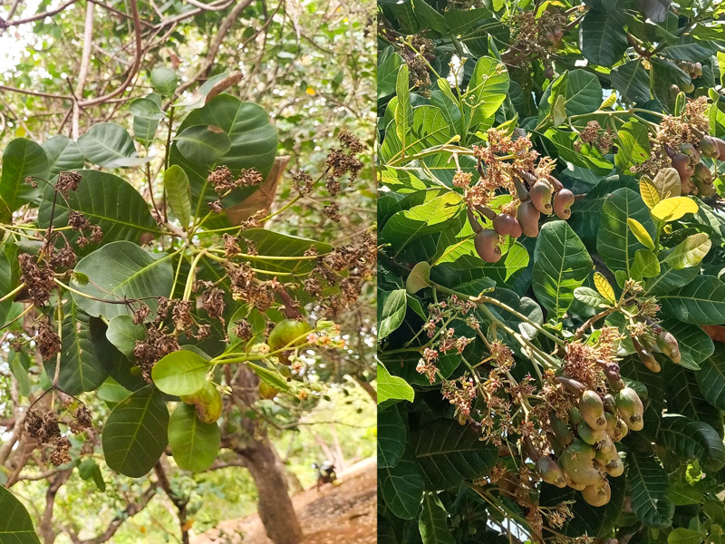 Trước và sau khi áp dụng kỹ thuật chọn giống điều