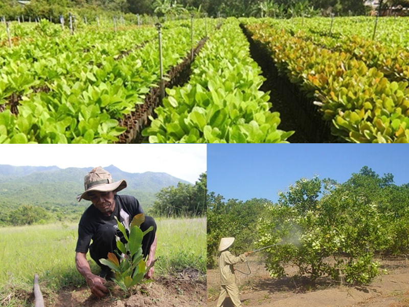 Quy trình kỹ thuật trồng điều