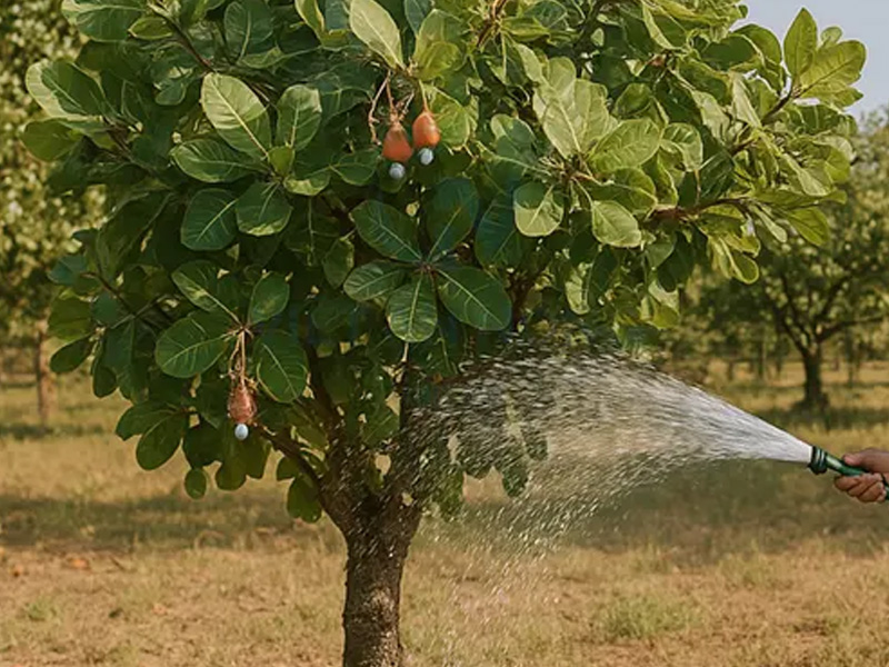 Sai lầm trong quản lý nước tưới cây điều