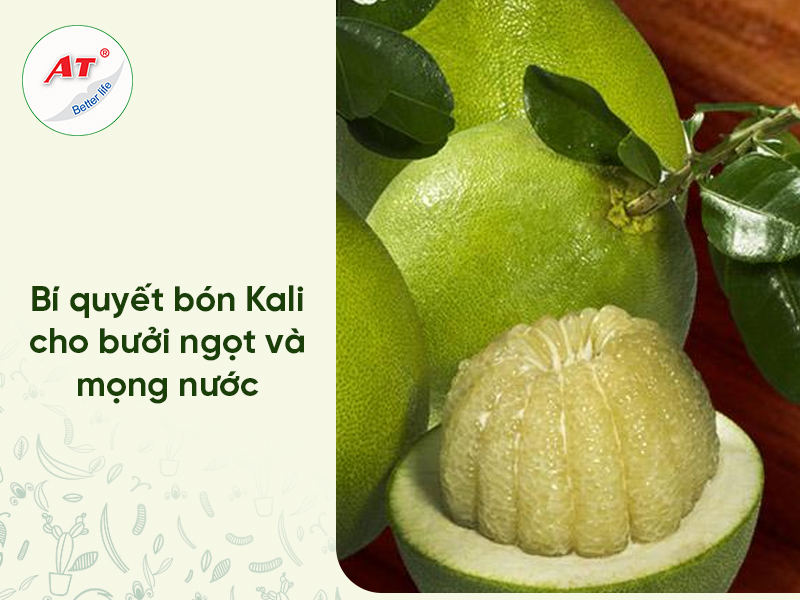 Bón Kali cho bưởi