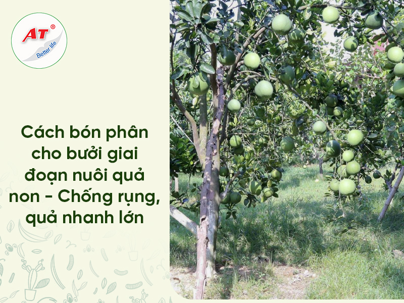 Bón Phân Cho Bưởi