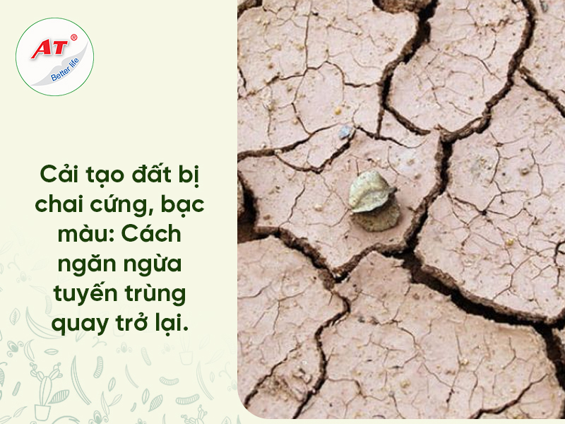 Cải tạo đất trồng bị chai cứng & Trị tuyến trùng: Giải pháp Sinh học AT