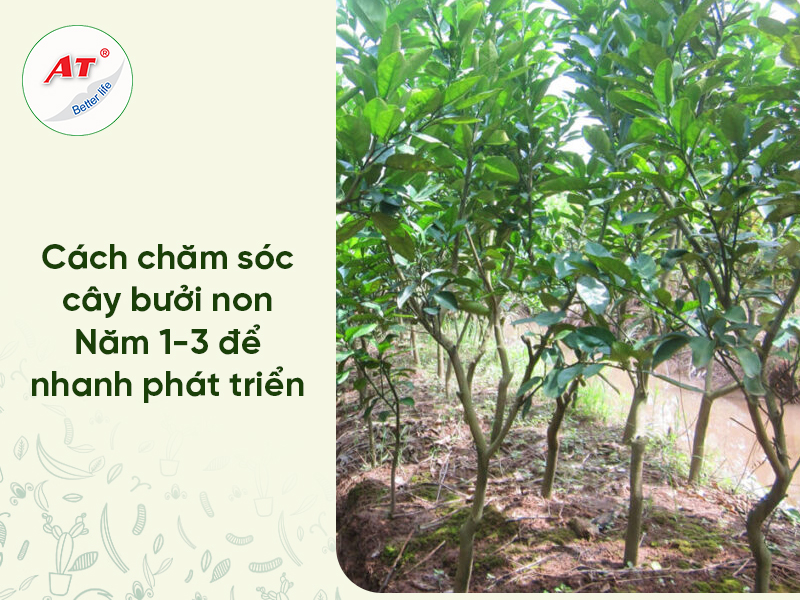 Chăm Sóc Bưởi Mới Trồng