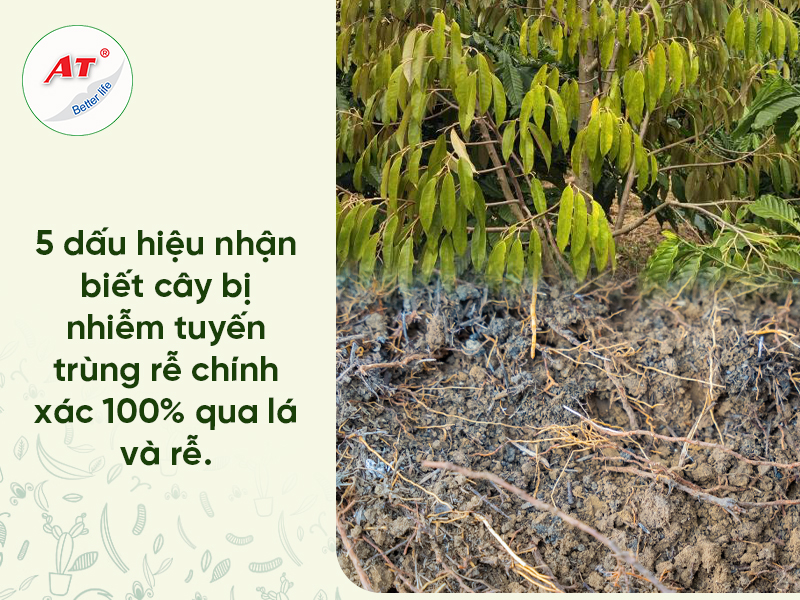 Chẩn đoán Tuyến trùng rễ