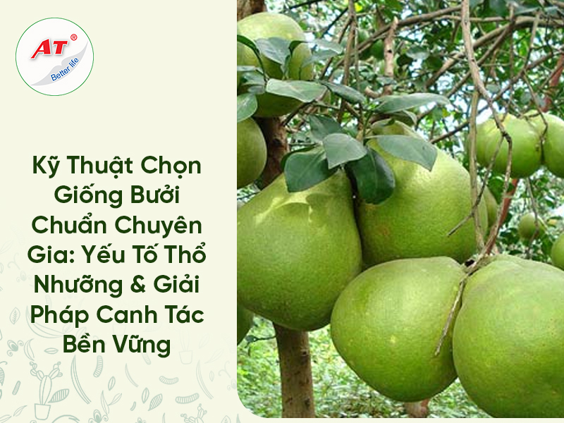 Chọn giống bưởi