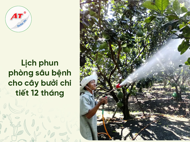 Lịch phun thuốc bưởi