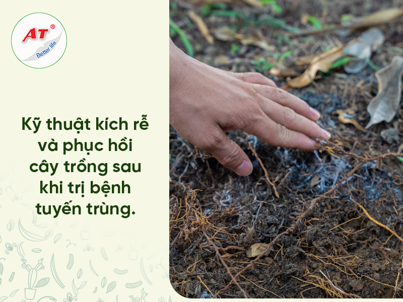 Kỹ thuật Phục hồi Bộ rễ Sau Tuyến trùng: Quy trình “Chữa lành & Kích phát” Chuẩn